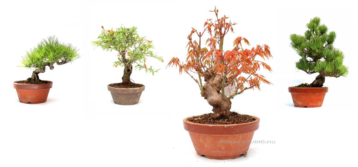 bonsai eloanyagok prebonsaiok es konteneres bonsai fa a marczika kerteszetbol
